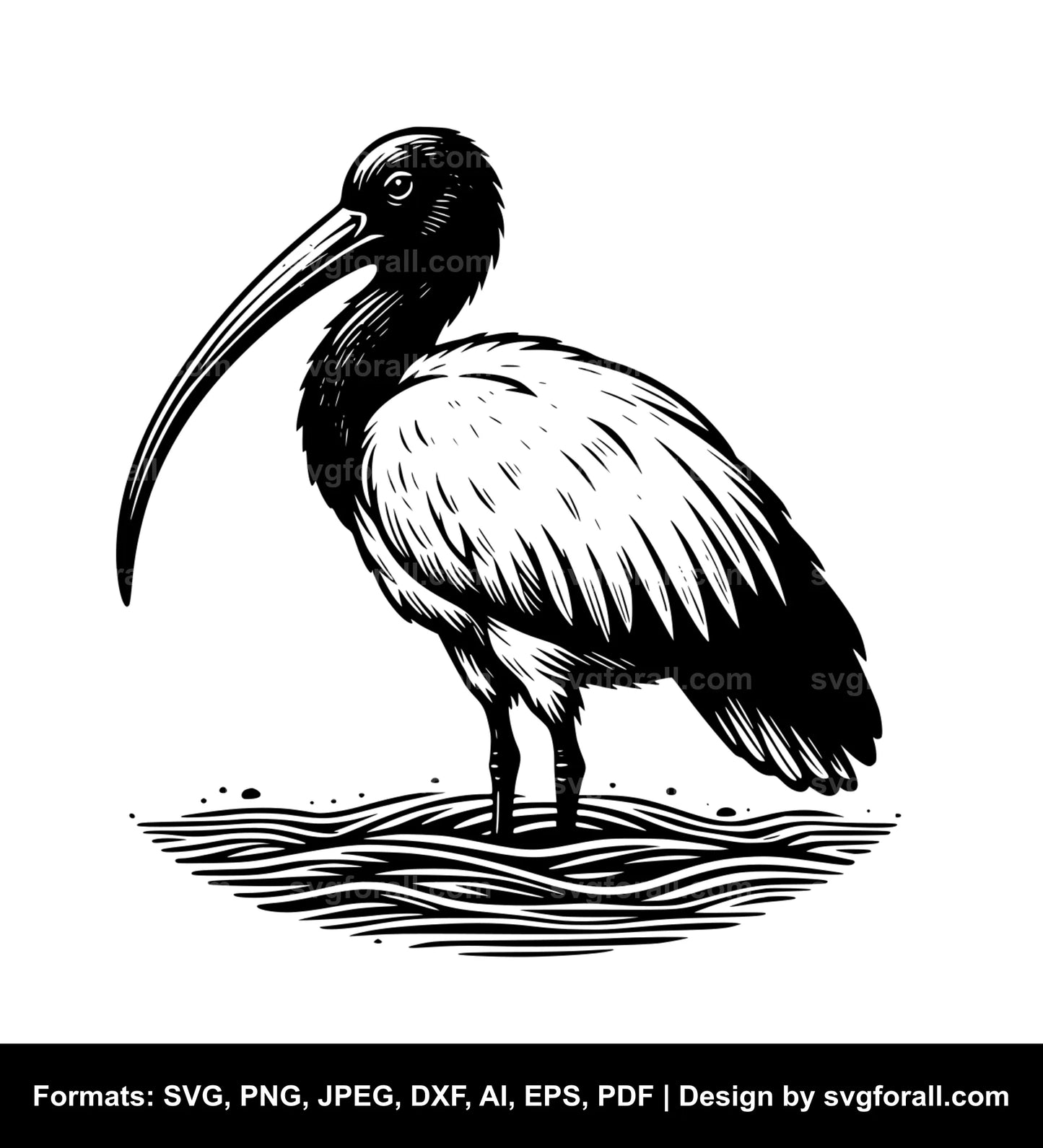 Ibis Black SVG