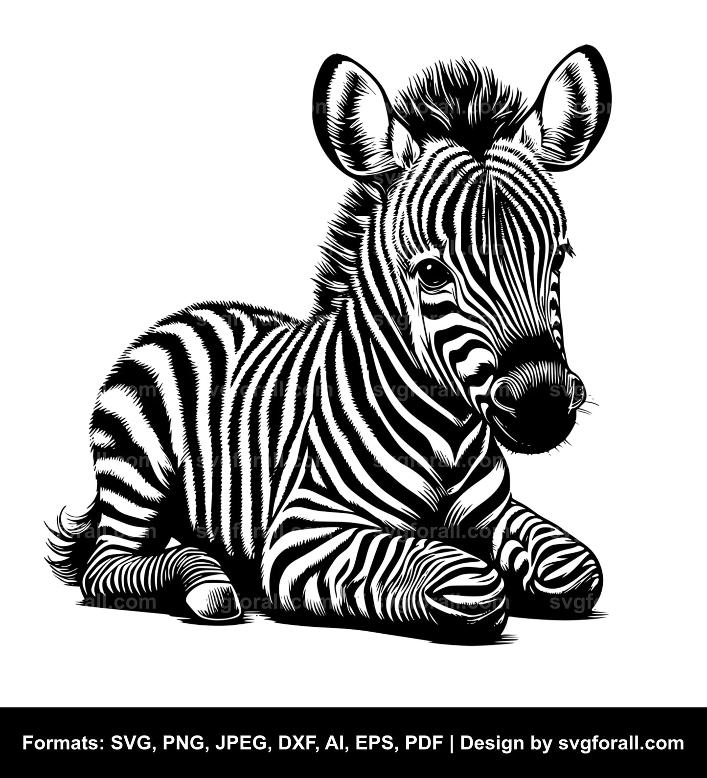 Baby Zebra SVG File