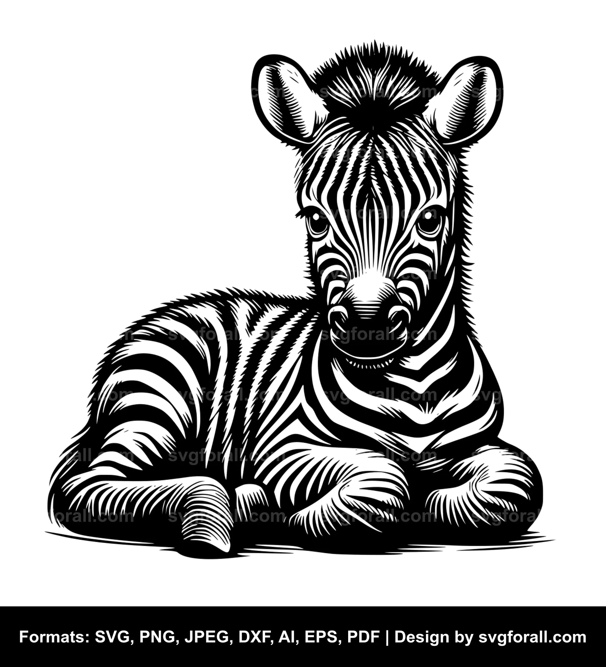 Baby Zebra SVG PNG