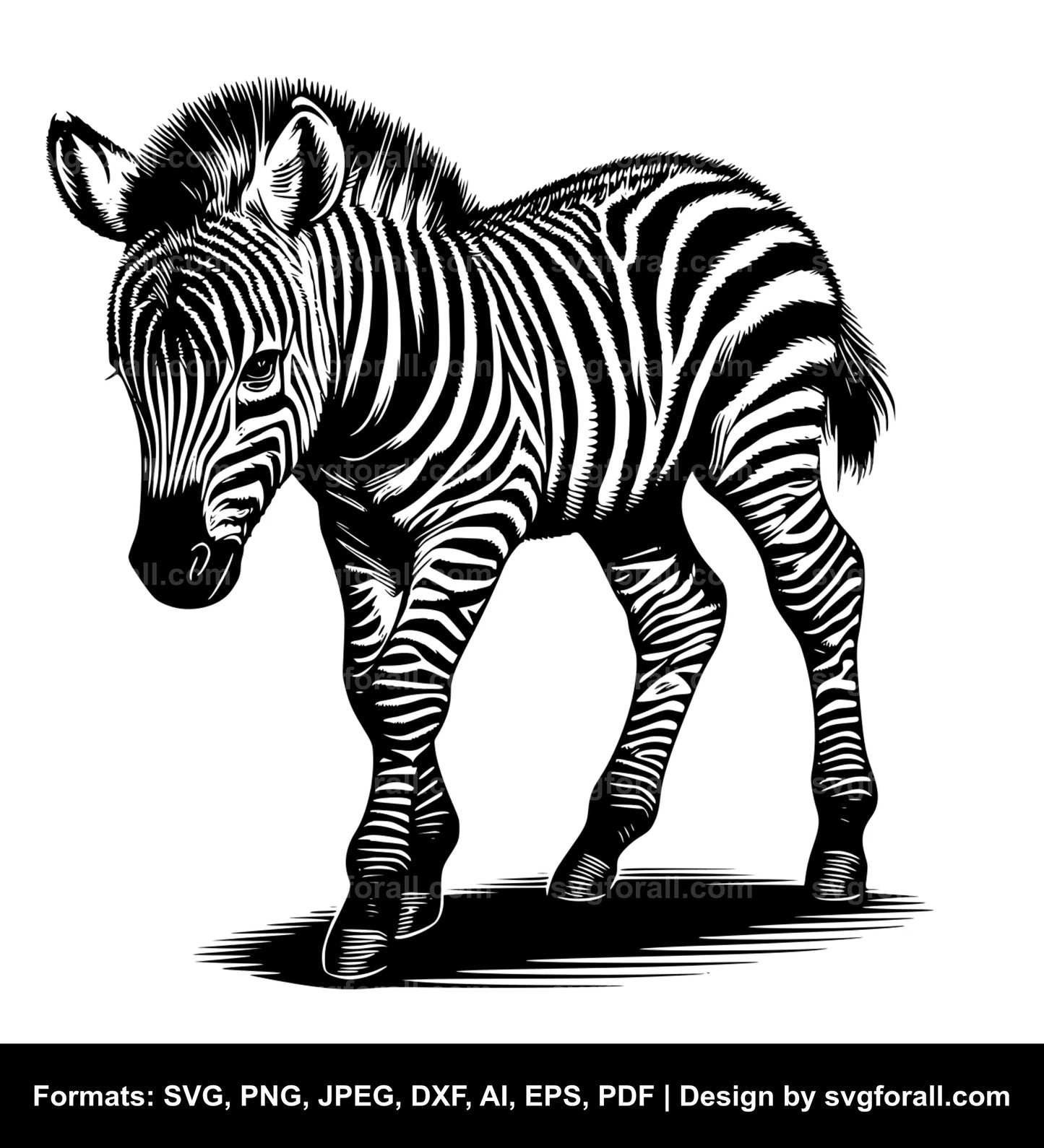 Baby Zebra Vector SVG