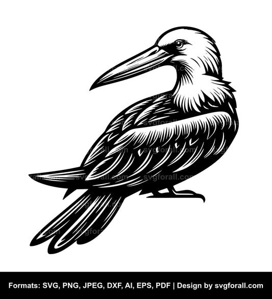 Frigate Bird Vector SVG