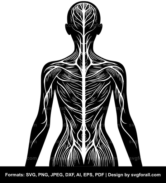 Human Body SVG Vector