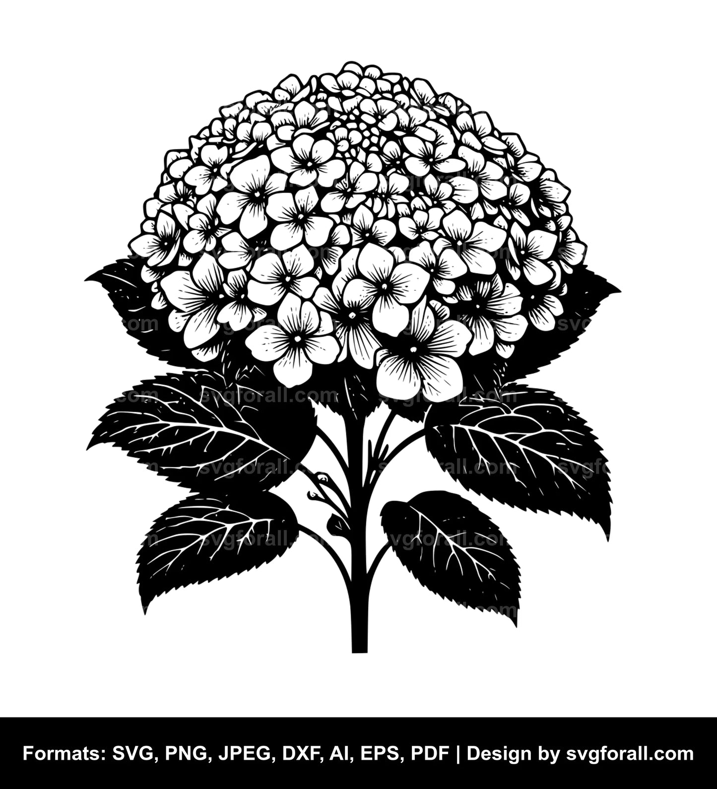 Hydrangea Flower SVG Vector