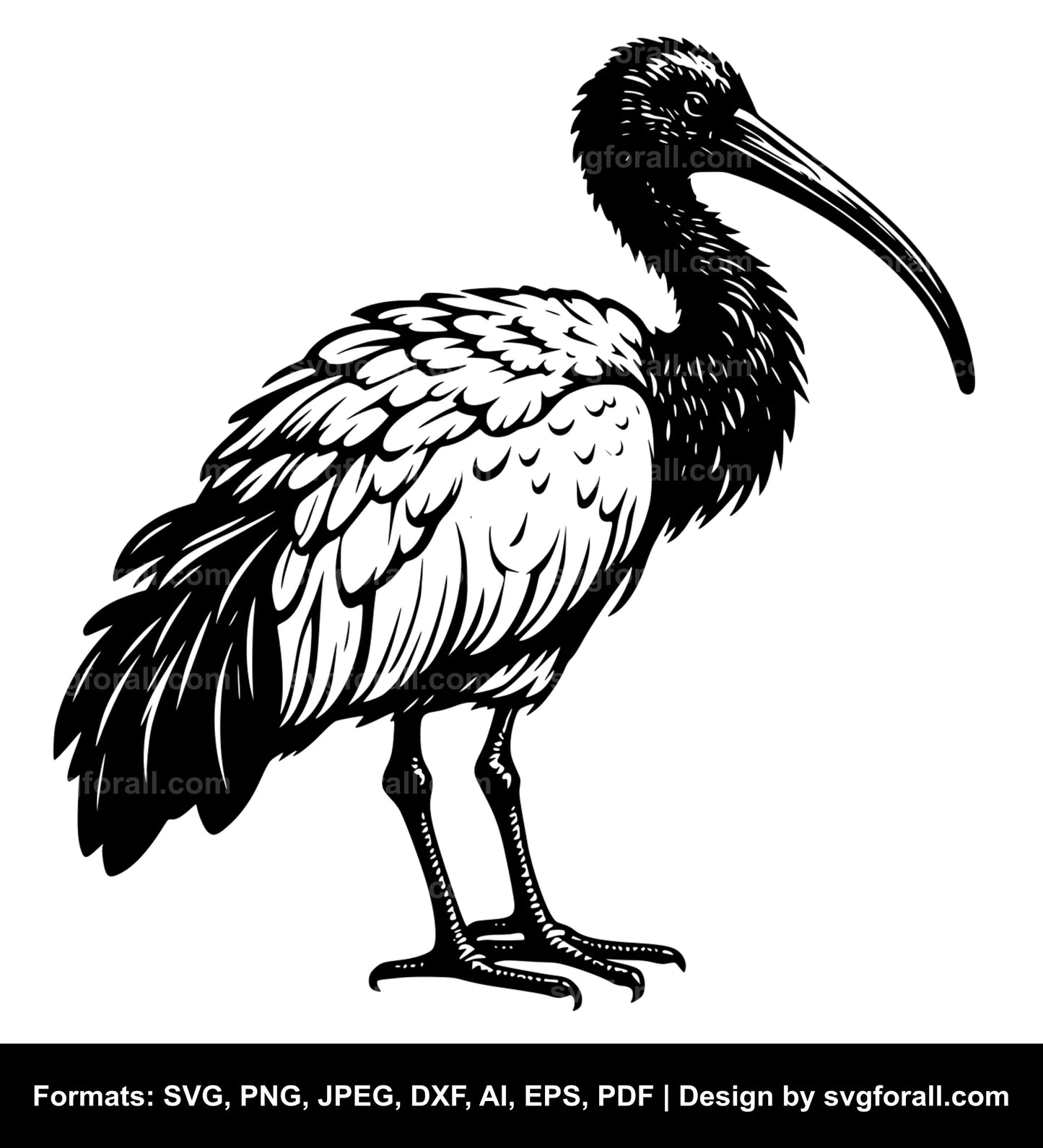 Ibis Bird SVG Design