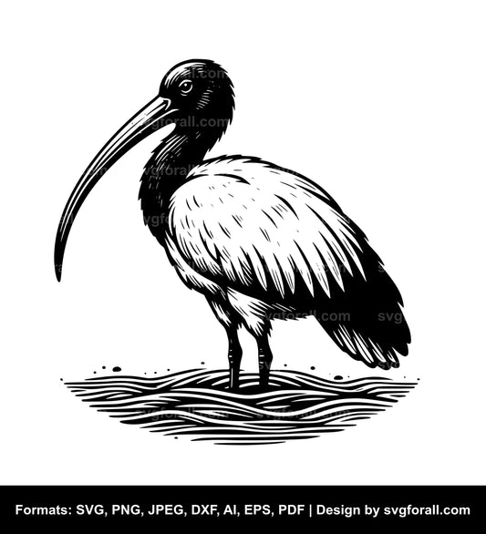 Ibis Black SVG