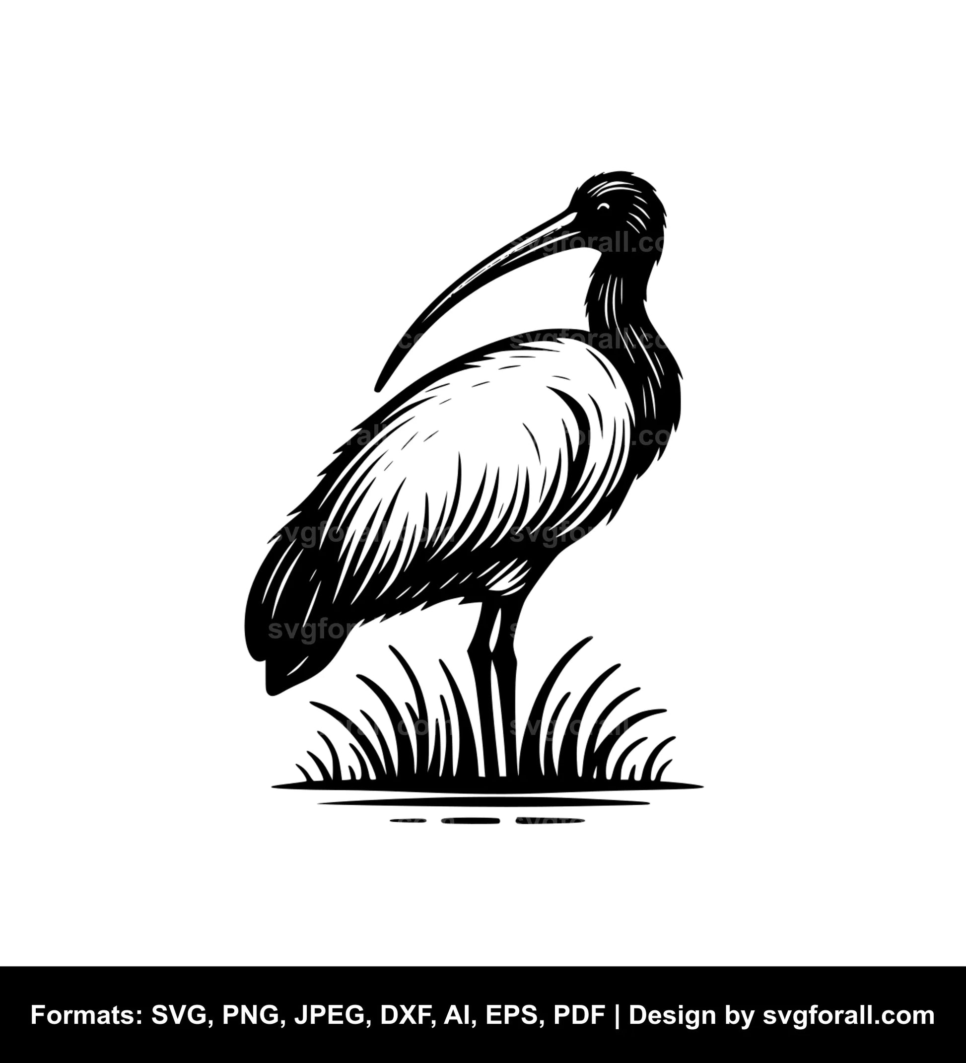 Ibis SVG Vector