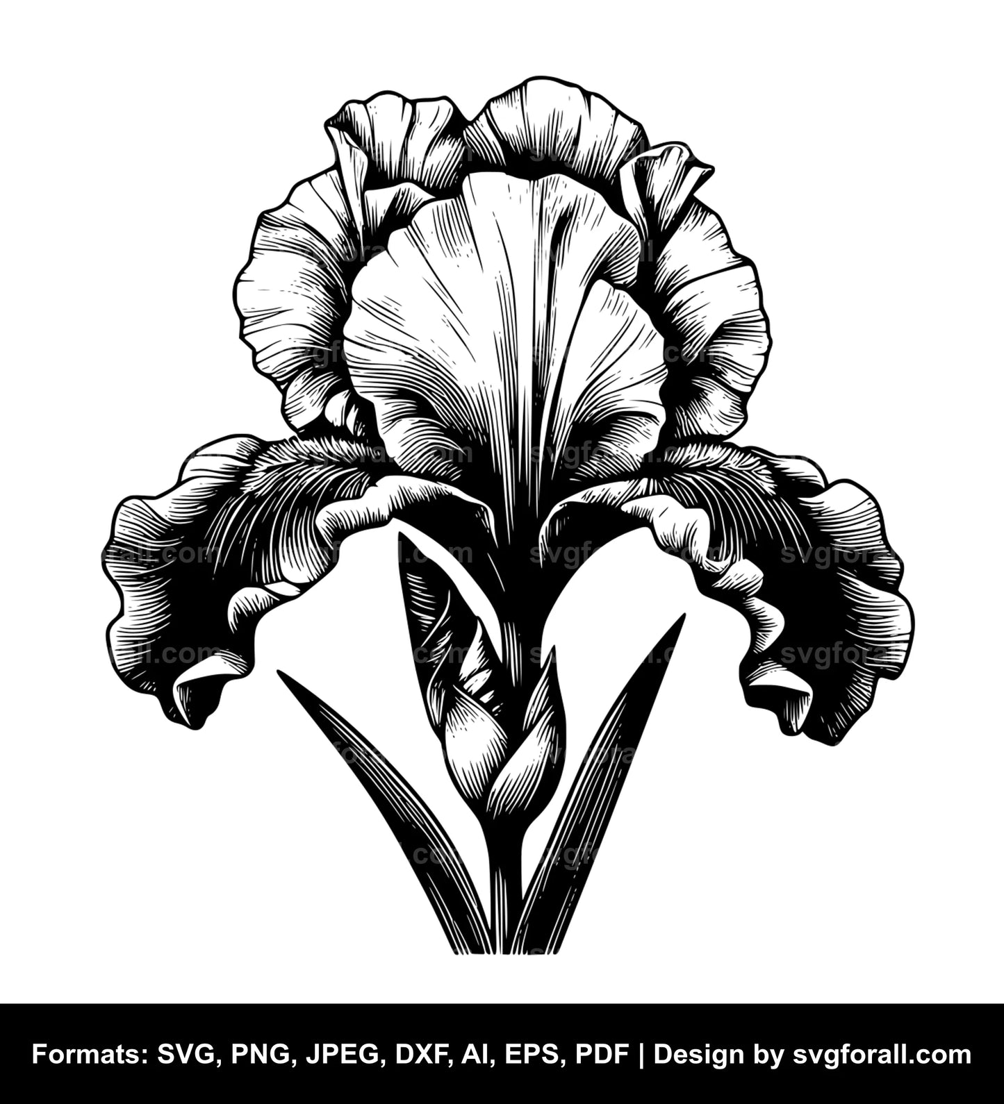 Iris Flower Cricut SVG