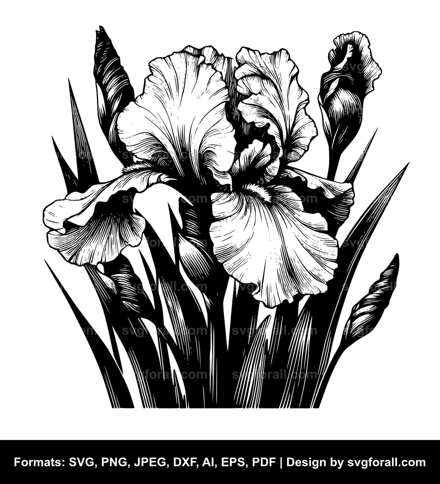 Iris Flower SVG