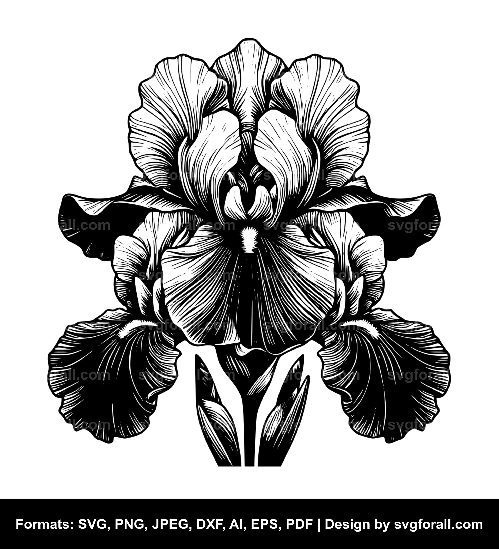 Iris Flower SVG Design