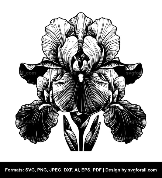 Iris Flower SVG Design