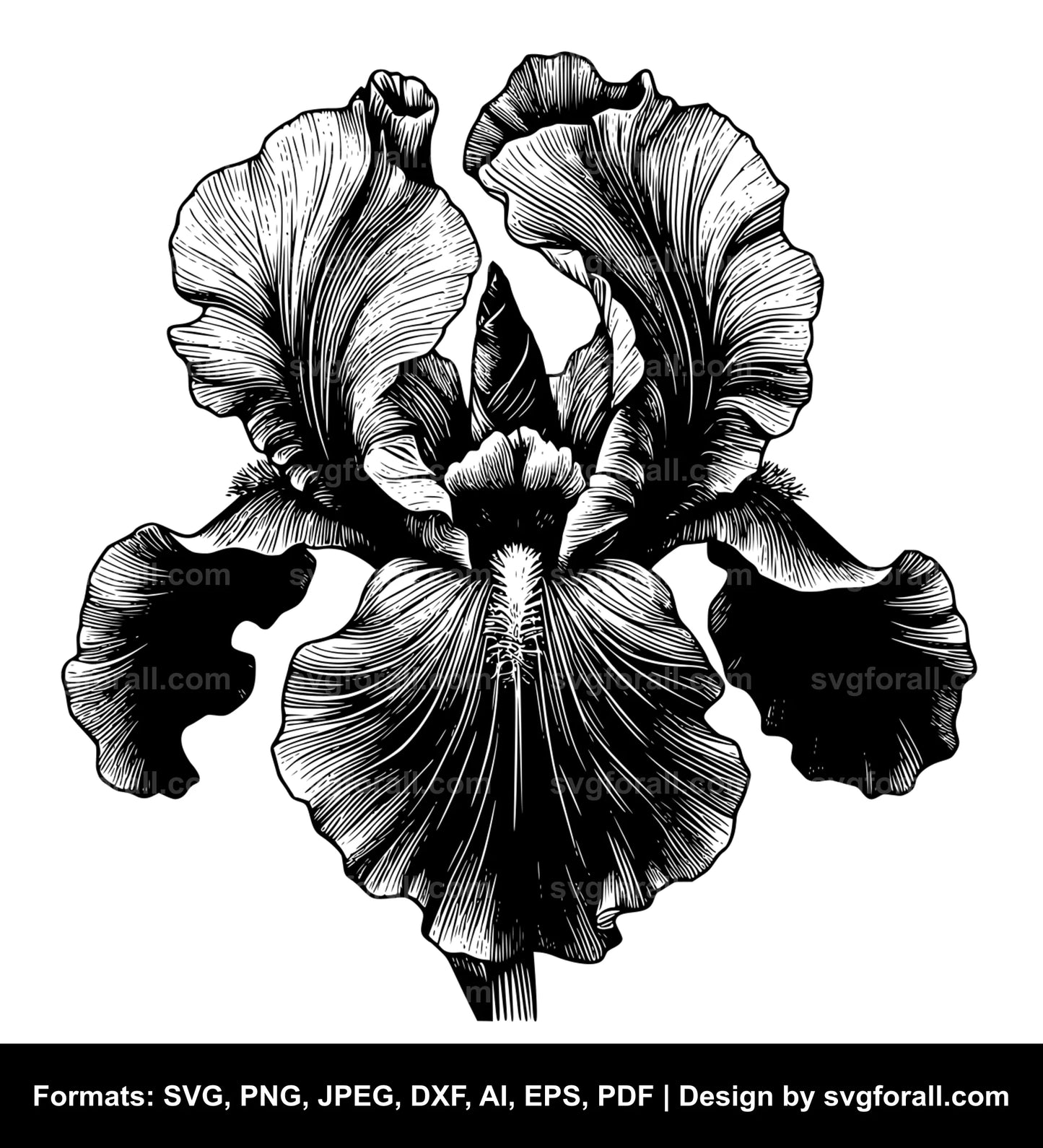 Iris Flower SVG PNG