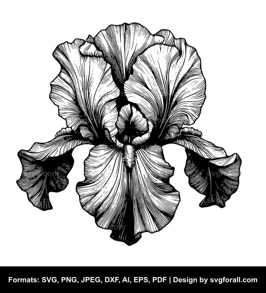 Iris Flower SVG Vector