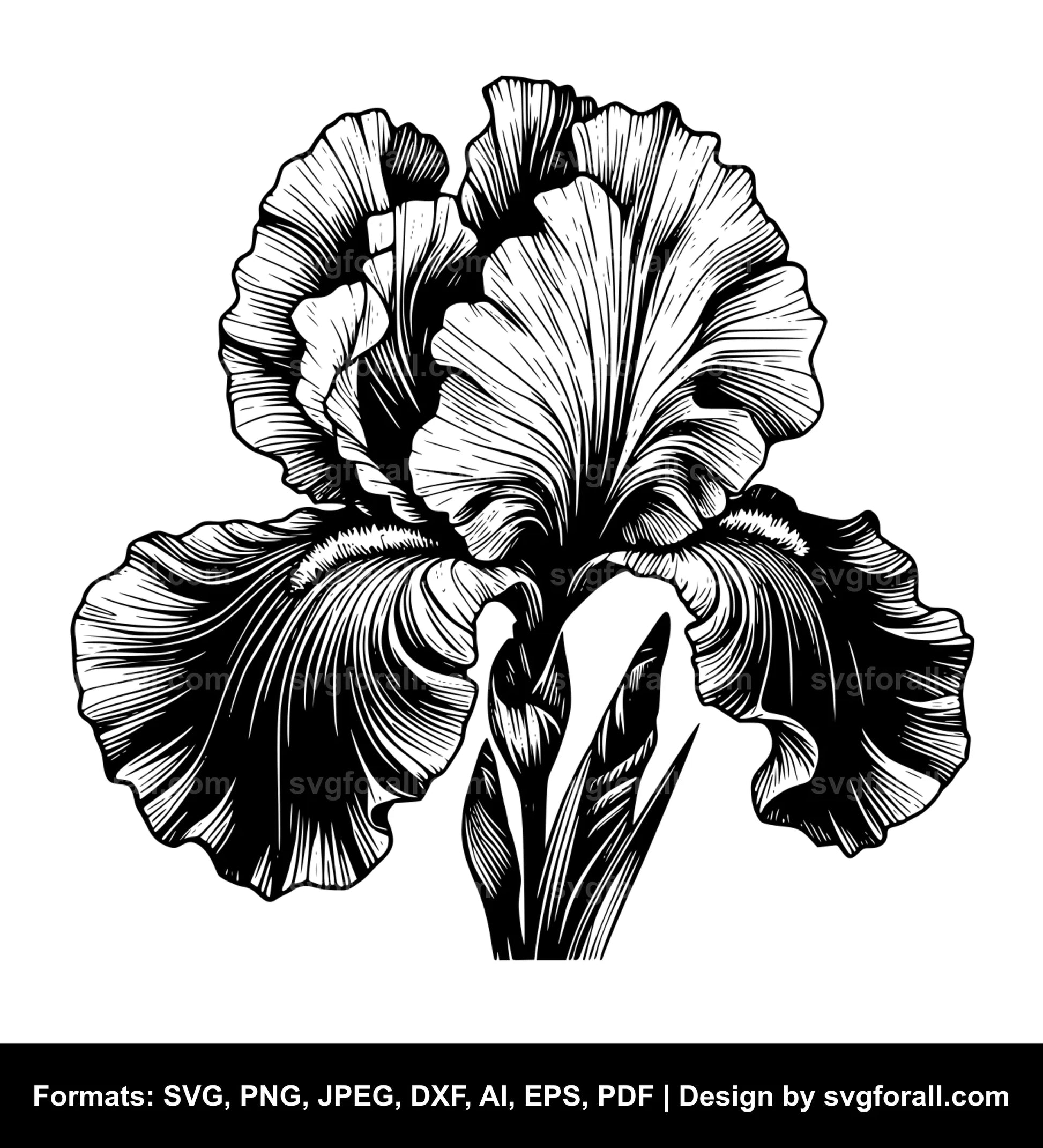 Iris Flower Vector SVG