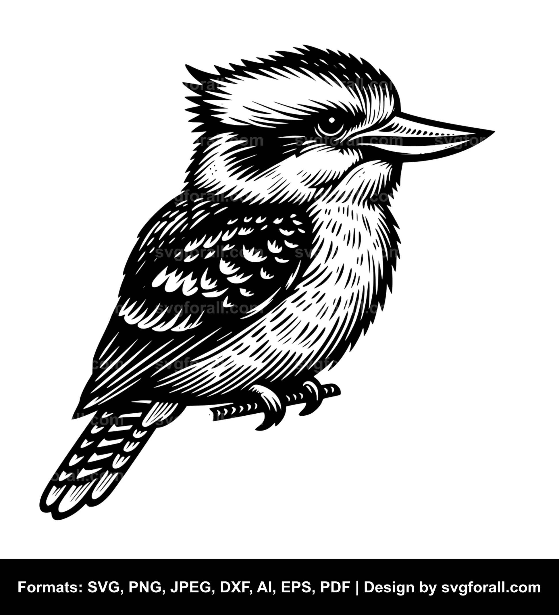 Kookaburra SVG Vector