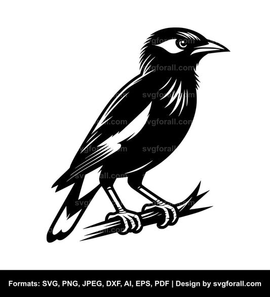 Myna Bird Black SVG