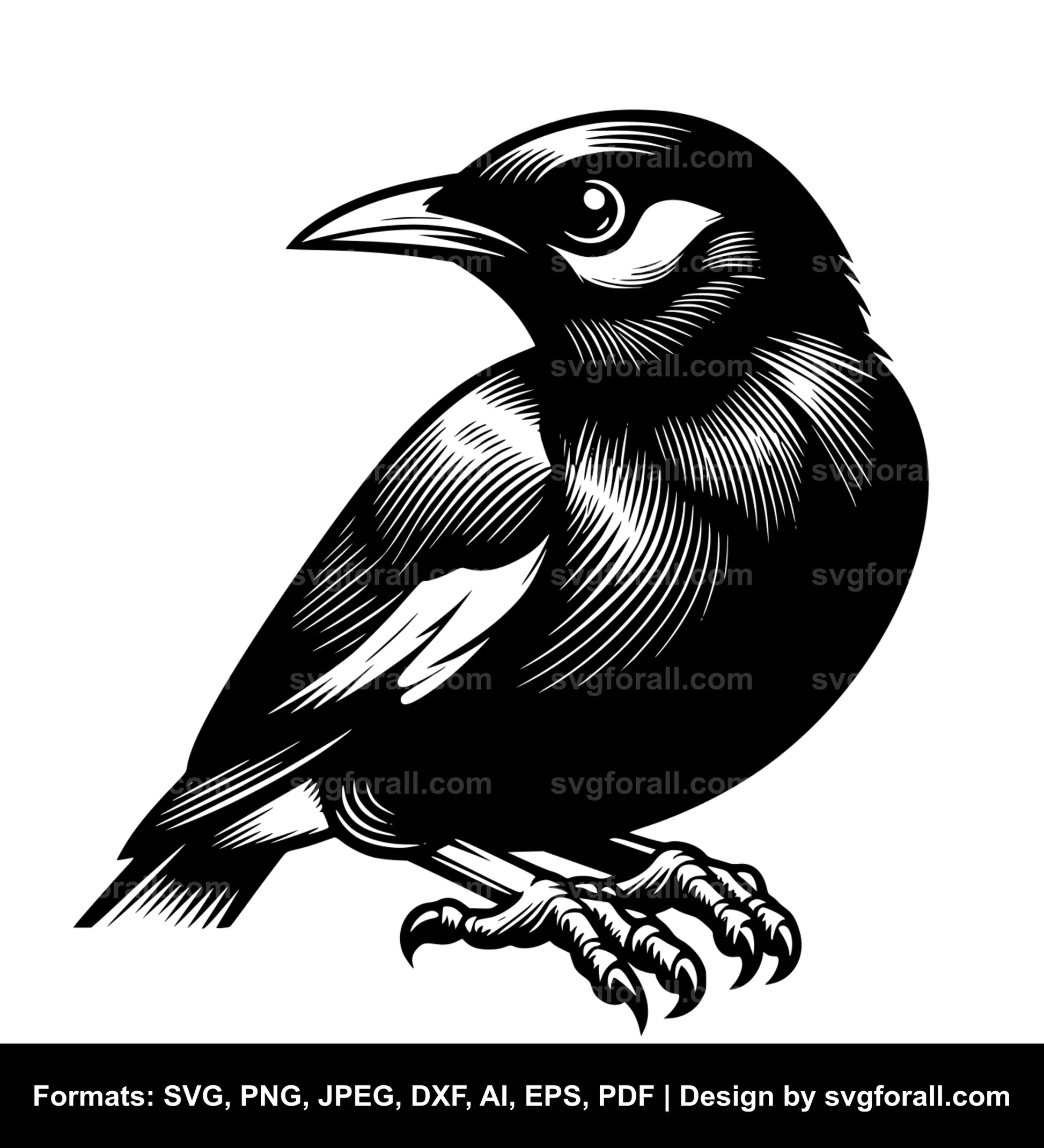 Myna Bird SVG Vector