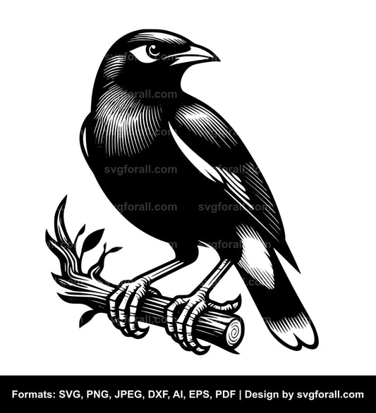 Myna Bird Vector SVG