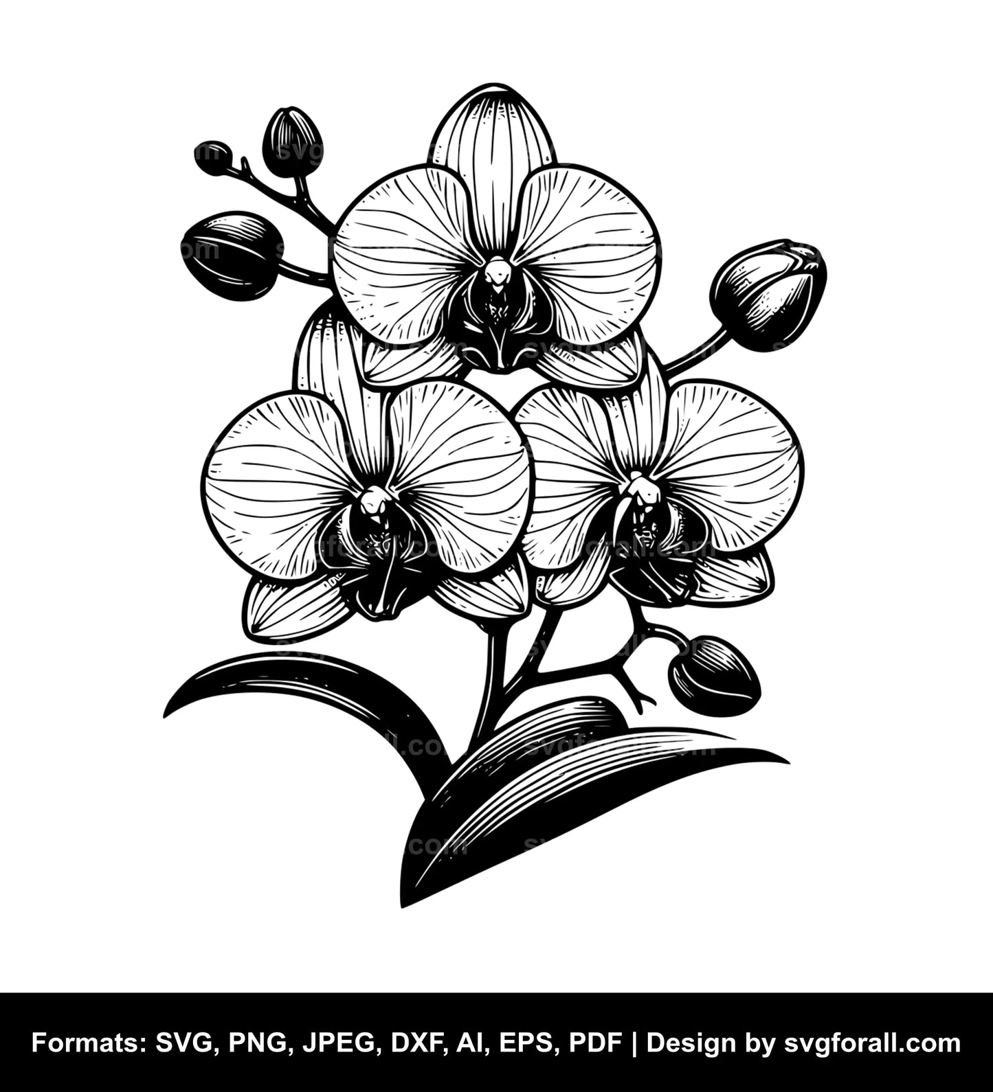 Orchid Flower SVG