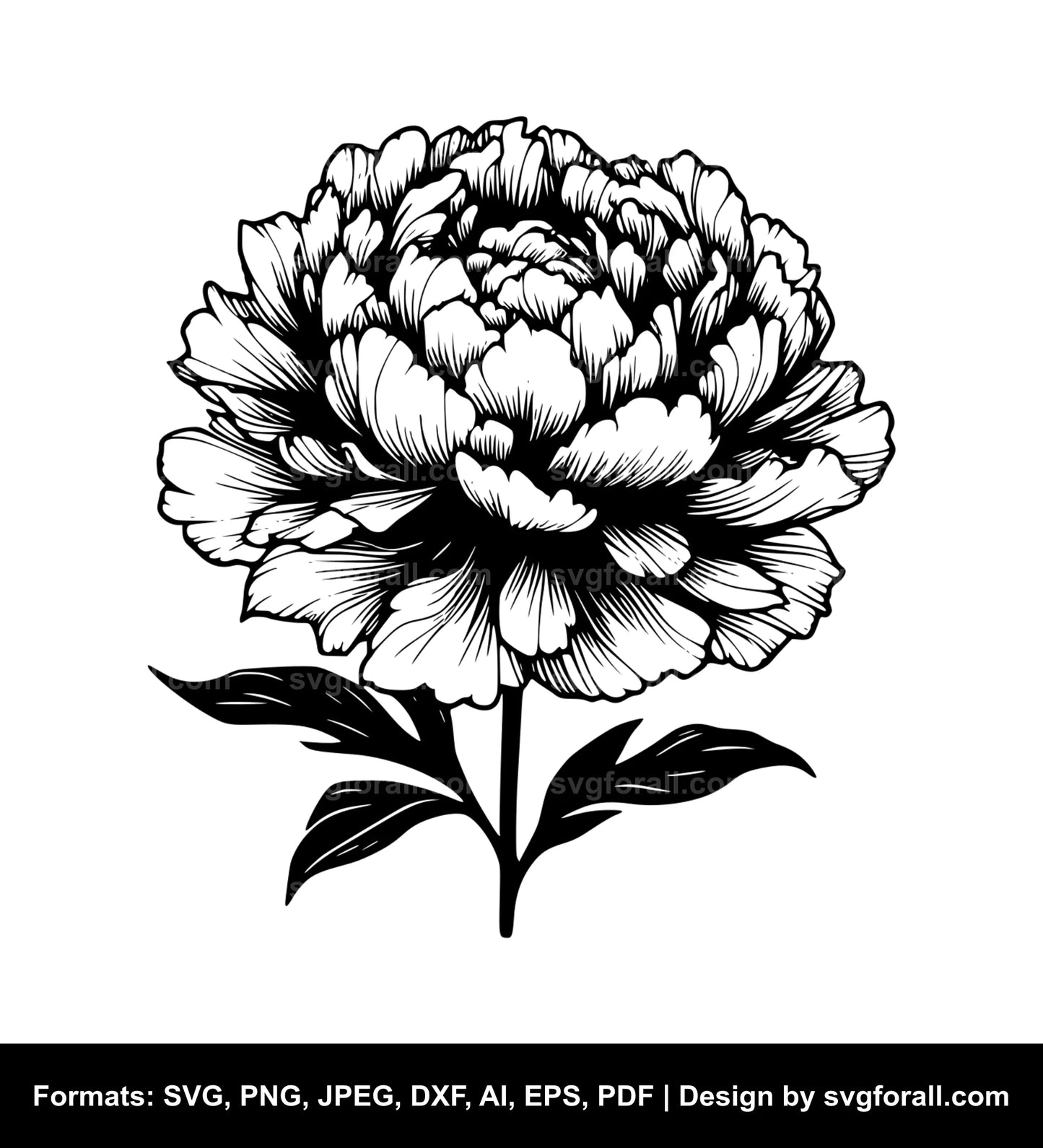 Peony Flower SVG Vector