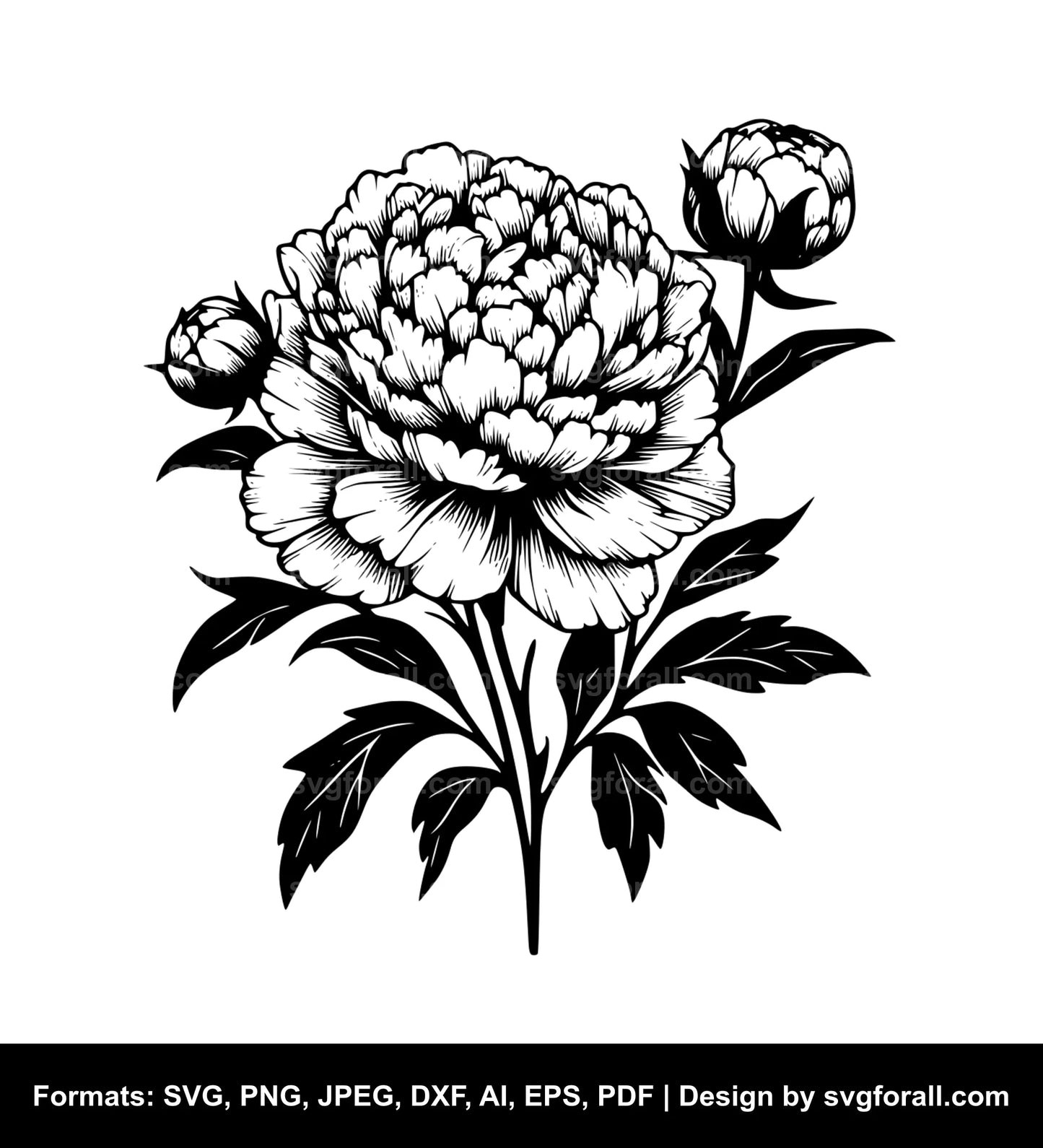 Peony Flower Vector SVG