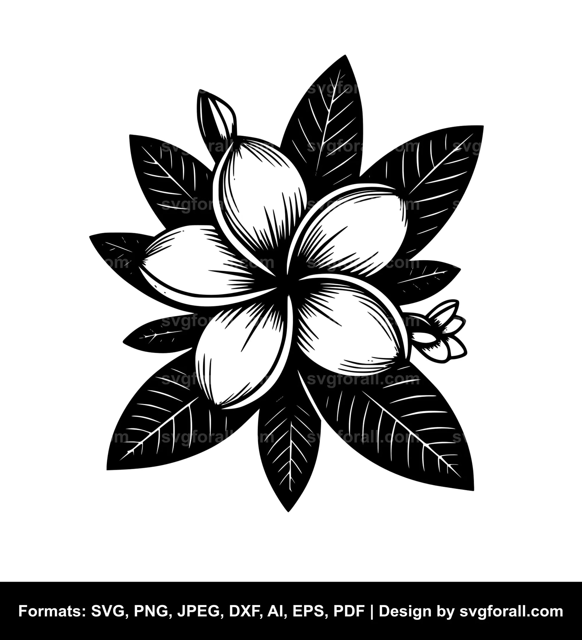 Plumeria Flower SVG Design