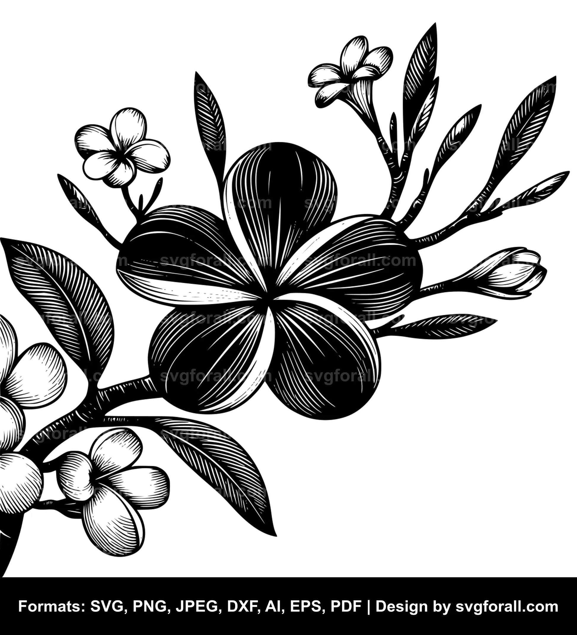 Plumeria Flower Vector SVG