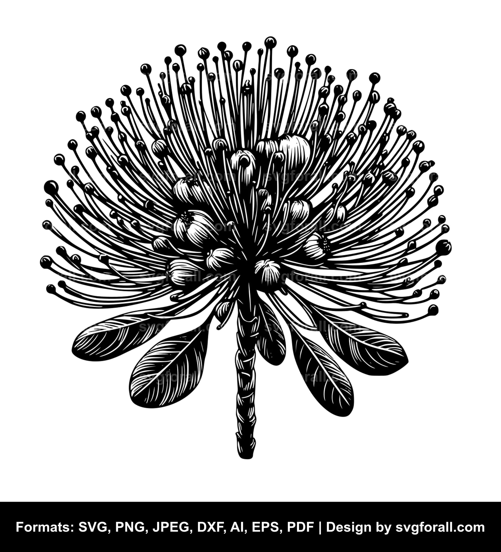 Pohutukawa Flower SVG File