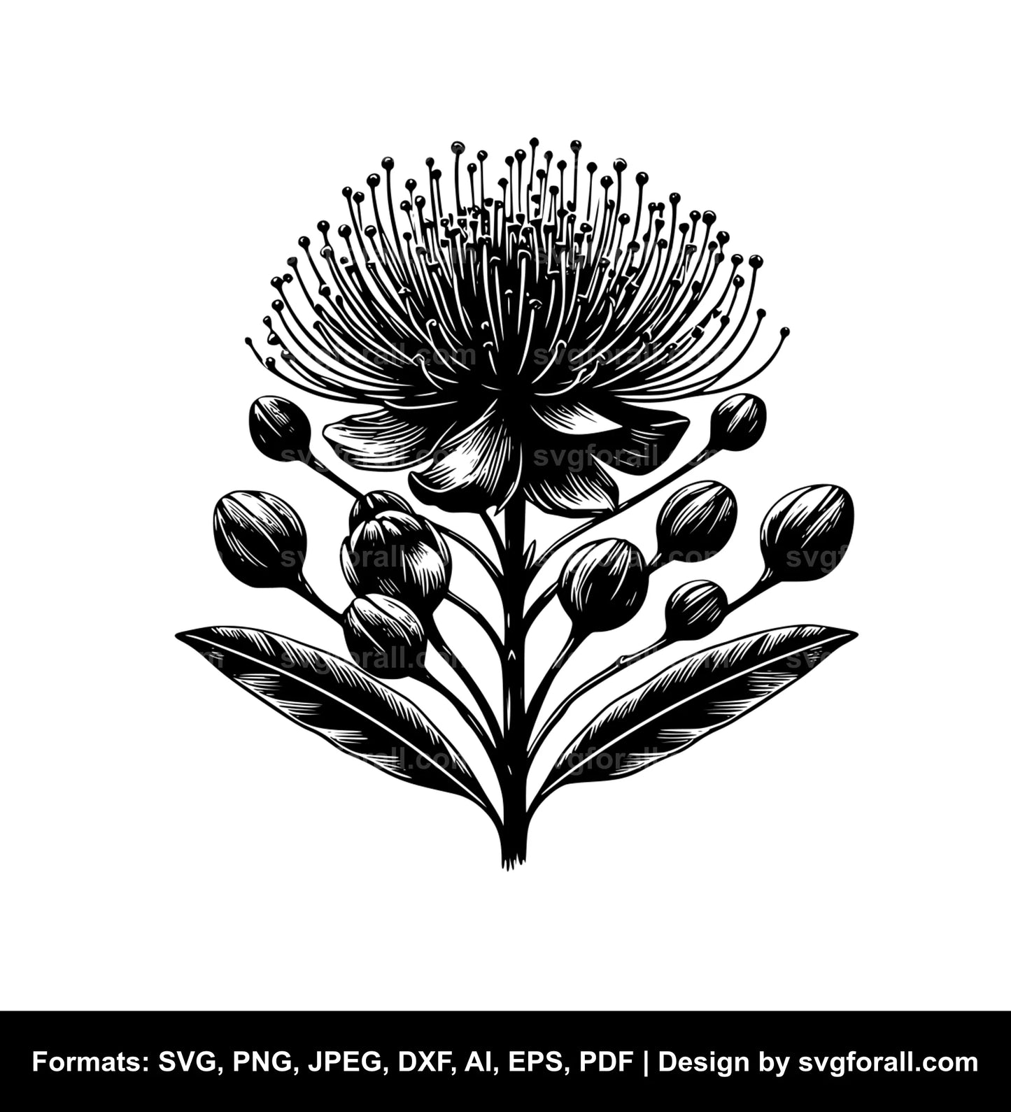 Pohutukawa Flower SVG PNG