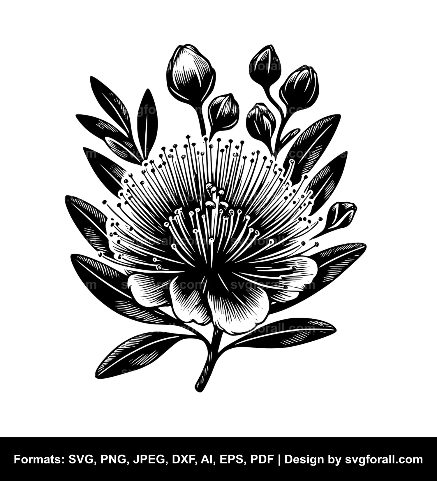 Pohutukawa Flower SVG Vector