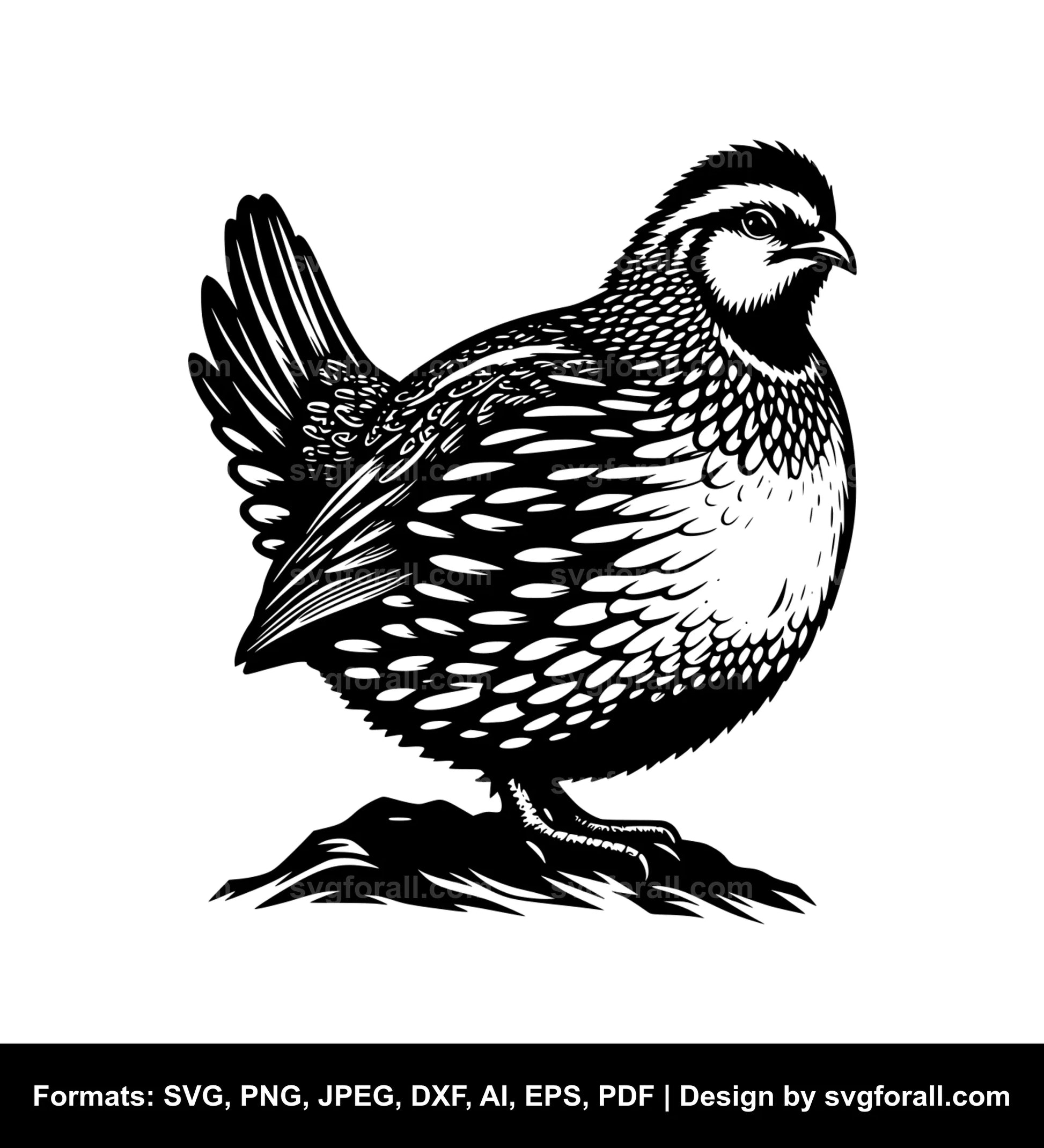 Quail SVG PNG