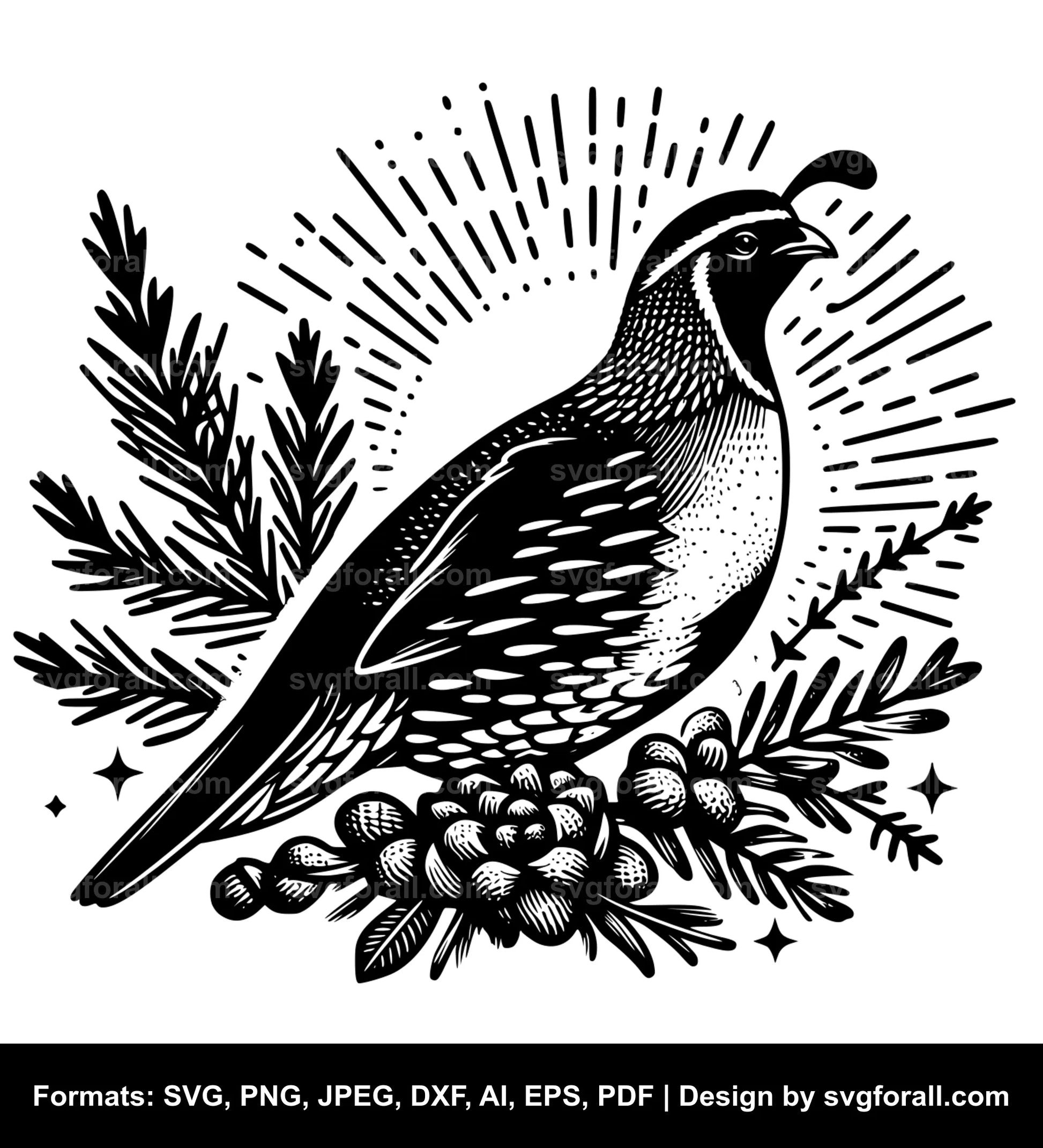 Quail SVG Vector