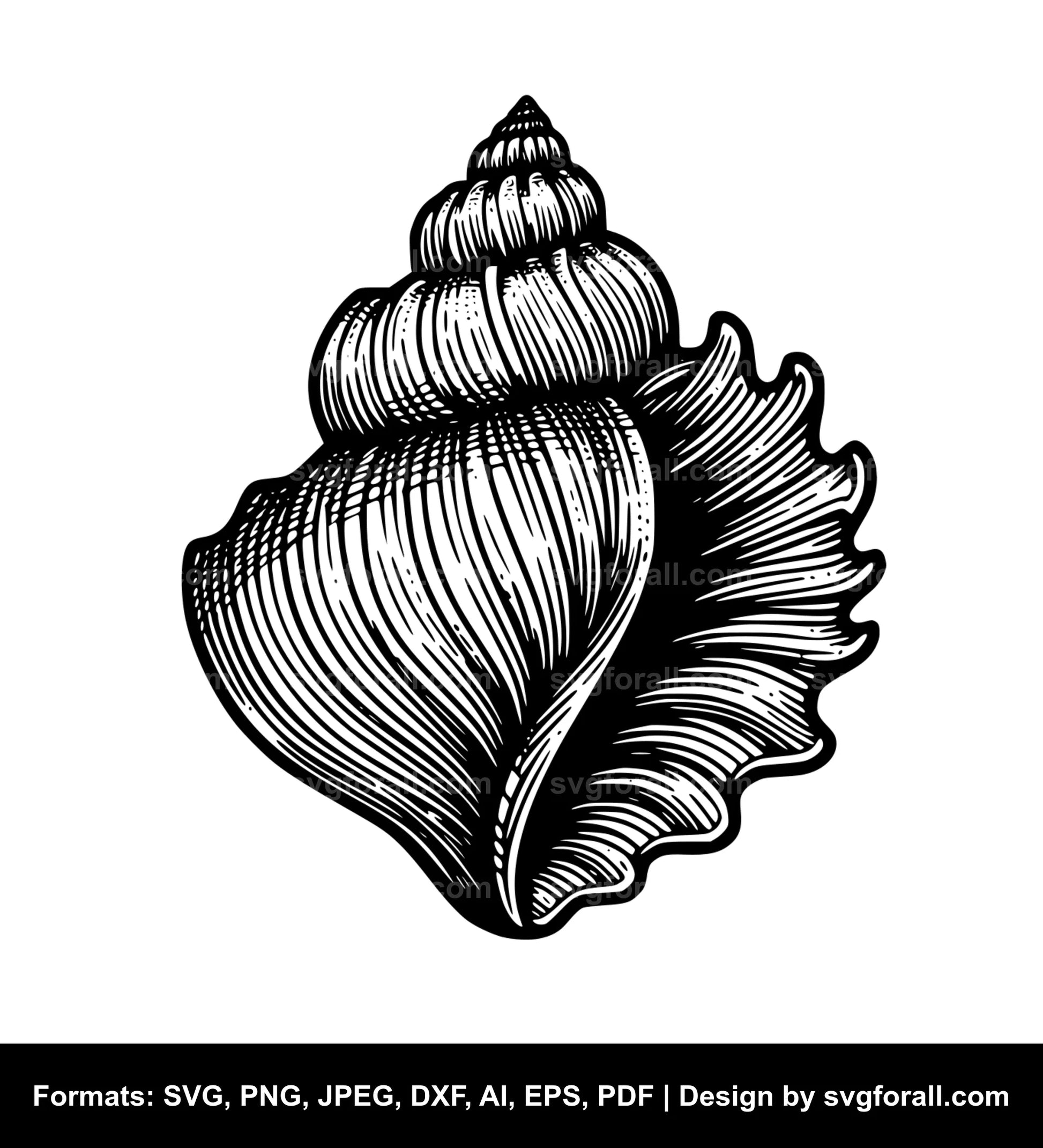 Seashell SVG PNG