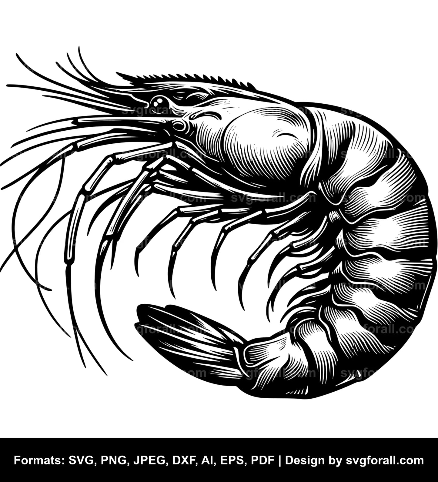 Shrimp SVG